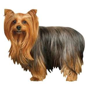  Yorkie Blank Die Cut Photographic Greeting Card Toys 