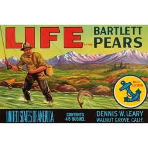  Life Brand Bartlett Pears 20X30 Canvas