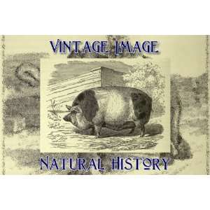   Magnet Vintage Natural History Image Harrison Pig