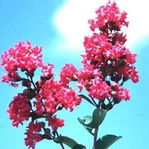 CRAPEMYRTLE TONTO / 3 gallon Potted Patio, Lawn 