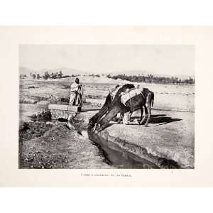 1901 Print Camel Oasis Spring Drinking Berber Nomad 