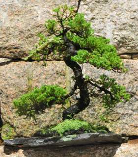 Japanese Garden Juniper (Juniperus procumbens)  