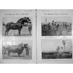   1905 Agricultural Show Park Royal Stallion Count Bull