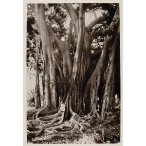  1926 Gummiferous Gum Tree Sicily Sicilia Photogravure 