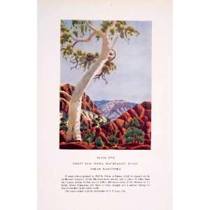  1952 Color Print Oskar Namatjira Art Ghost Gum Tree 