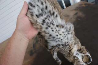 nice Bobcat w/ ft clws super nice spots hide/skin wild fur 