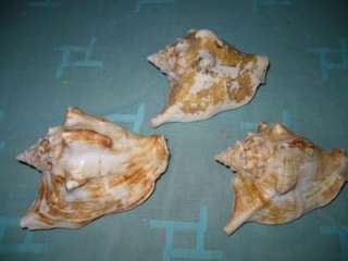 RARE BIG PINK CONCH SEA SHELL SEA SHELLS FROM RED SEA EGYPT SIZE 4.5 