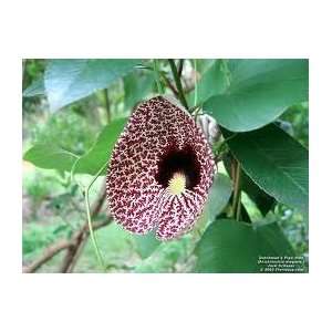  Aristolochia Calico/Elegans PIPEVINE 3 seeds Patio, Lawn 