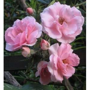  Bonica Rose Seeds Packet Patio, Lawn & Garden