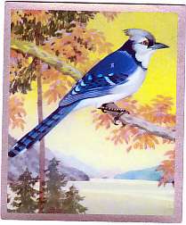 Antique 1939 BLUE JAY Bird Painting Card  