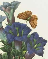 REDOUTE Botanical BUTTERFLY Flower GENTIANA Print #45  