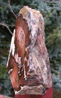 SiS HUGE 15# Swartz Canyon Oak Petrified Wood Stand up  