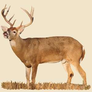  Whitetail Buck with Curled Lip Indoor Wall Graphic