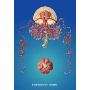  Jellyfish Thamnostylus Dinema 20x30 poster