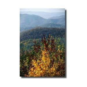  Cherry Tree Blue Ridge Mountains Giclee Print