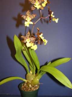 Odcdm Sunlight Pesky Panther Bloom size Orchid  