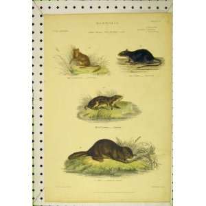  Dormouse Black Rat Lemming Common Beaver C1850 Print