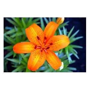  20 Oriental Orange Lily Seeds 