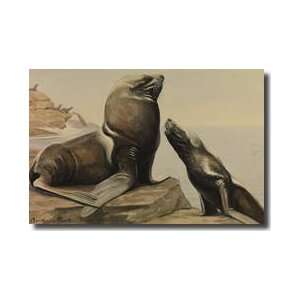  Two Stellar Sealions On Rocks Giclee Print