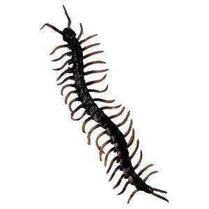  Life Size Centipede Prop