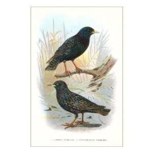  Starlings Premium Poster Print, 12x18