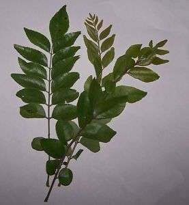 Fresh Curry Leaves 100g pack   Pure Sri Lankan spices  