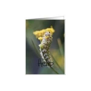 Hello   Black Swallowtail caterpillar on Bronze Fennel Flower   Blank 