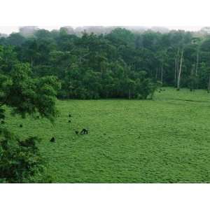  Elevated View of Gorillas in a Forest Clearing, Or Bai 