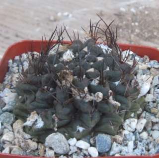   occulta South American Cacti Black Body With Black Spines 2  