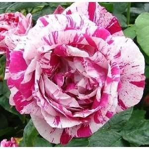  Ferdinand Pichard Rose Seeds Packet Patio, Lawn & Garden