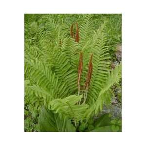  Osmunda cinnamonea   Cinnamon Fern Patio, Lawn & Garden