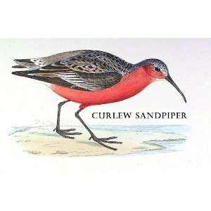  Birds Curlew Sandpiper Sheet of 21 Personalised Glossy 
