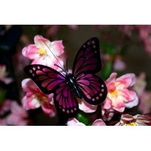   Power Fluttering Butterfly (Purple), Outdoor or Indoor, Solar Powered