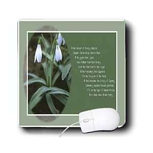 Snowdrop   Snowdrops   january birth flower, spring flowers, flower 