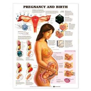 Pregnancy and Birth Chart  Industrial & Scientific