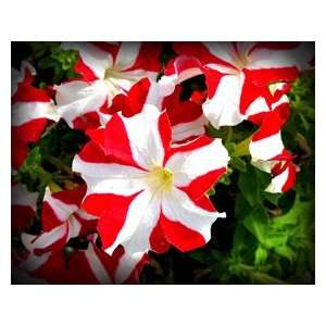  Red Sea Petunia Seed Pack Patio, Lawn & Garden