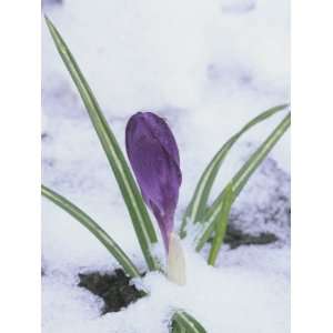  Crocus Flowering in the Snow (Crocus Vernus) Photographic 