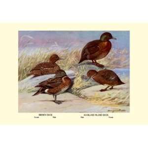  Brown and Auckland Ducks 12x18 Giclee on canvas