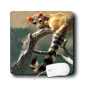  Wild animals   Ringtail   Mouse Pads Electronics