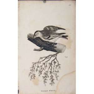  Brid Siskin Finch Feathered Fine Art Antique Old Print 