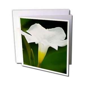   White Shows Off   Greeting Cards 6 Greeting Cards with envelopes