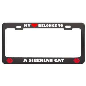 My Heart Belongs To A Siberian Cat Animals Pets Metal License Plate 