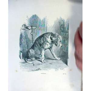  Suspense Antique Old Prints Dogs C1880