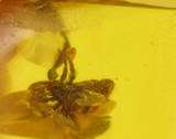 Large PSEUDOSCORPION Inclusion in Genuine BALTIC AMBER  