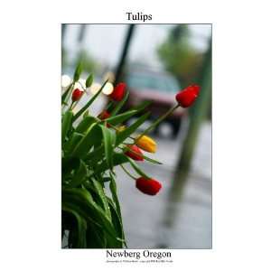  Tulips, Newberg Oregon