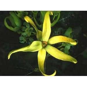  Cananga odorata Ylang Ylang, Perfume Tree 3 seeds Patio 