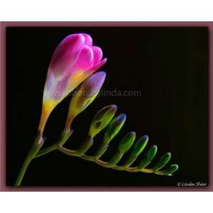  Linda Shier Blooming Fresia 13 x 19 Glossy Print with 