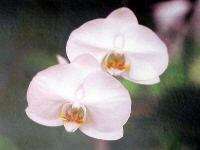HAWAIIAN PHALAENOPSIS ORCHID PLANTS ~ GROW HAWAII  