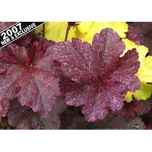  CORAL BELLS MIDNIGHT ROSE / 1 gallon Potted Patio, Lawn 