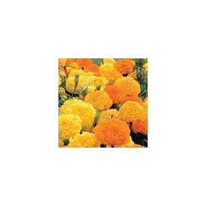  Marigold Parks Whopper Mix Patio, Lawn & Garden